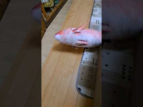 初釣りの獲物 #広島たにさんのぼれやびゃー動画 #釣り #fishing #bassfishing #海釣り #魚釣り #鯛