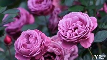 الله الذي خلقكم من ضعف الربع الرابع من الجزء الحادي والعشرون من سورة الروم الحصري المعلم للقران 🌿