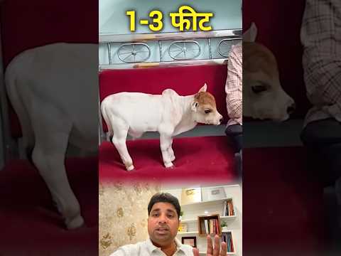 दुनिया की सबसे दुर्लभ और सबसे छोटी गाय