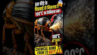 This Bug Shoots 100°C Chemical Bombs! 😱💥