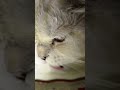 Milk Cute Milk Cute