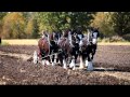 Three shires and a percheron