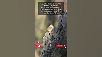 Carolina Wren: Troglodytidae Family #shorts #beautiful #the #life #english #birds