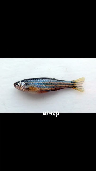 #твой улов если #рыбалка #улов #fishing #рыболов - YouTube