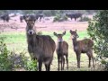 Kenya 2015