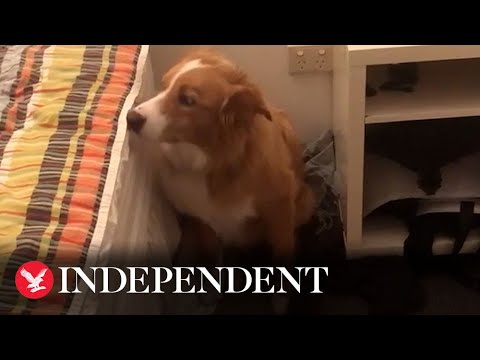 Video: Odporni pes preživi življenje na oblačilni vrvi, zdaj živi na kavču!