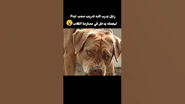 رجل يدرب كلبه تدريب صعب جدا ليجعله يدخل في مصارعة الكلاب 