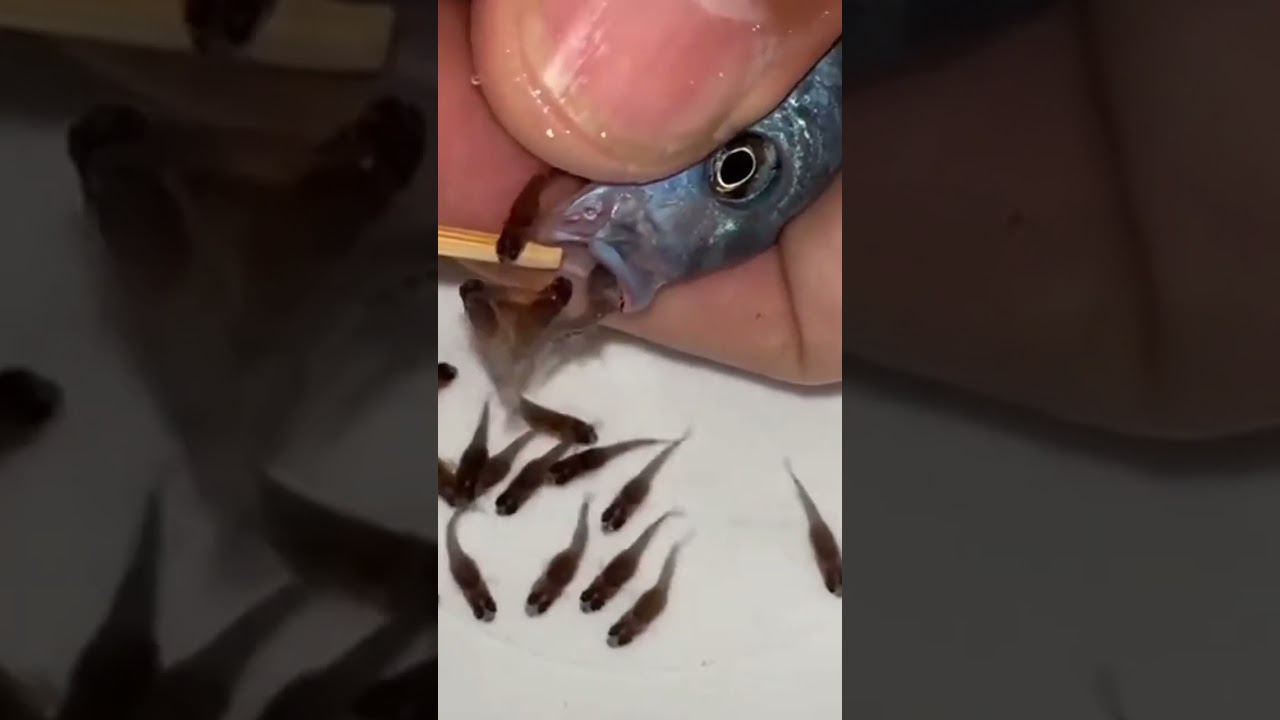 REPRODUÇÃO DE TILAPIA #fish