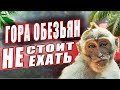 Гора обезьян острова Пхукет. Стоит ли ехать ?!