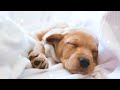 Musique de relaxation pour chiens musique de sommeil pour chiens musique de gurison pour chiens