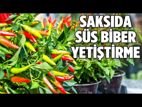 Video: Bulgar biberleri, onları bahçede yetiştirmek