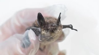Deadly Syndrome Hits Pacific Northwest Bats by EarthFixMedia 4,579 views 7 years ago 6 minutes, 57 seconds