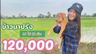 หนุ่มน้อยมหาสารคามทำข้าวนาปรัง รายได้ 120,000 ต่อรอบ [Story warp]