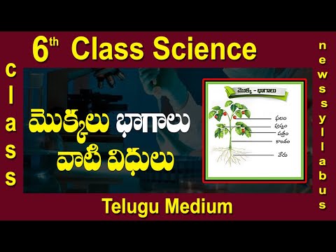 6వ తరగతి సైన్స్ || తెలుగు మీడియం || మొక్కలు భగలు వాటి విధులు || డిజిటల్ టీచర్