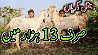 Goat For Sale In A Very Cheaph Price On Asif Goat Farm _ Beetal Goat Farming business In Pakistan