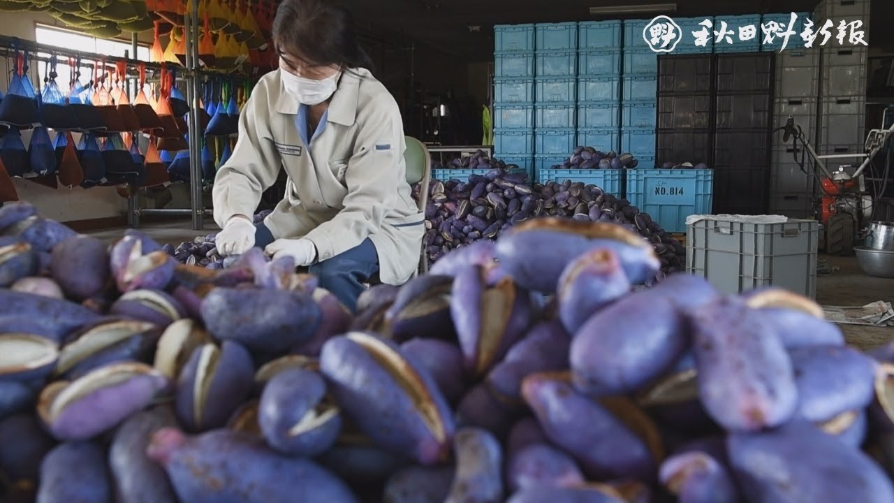 大きなアケビたわわ 矢島小林工業の畑で収穫期 Youtube