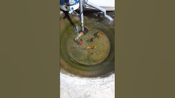 Hồ cá vàng ranchu oranda mini .