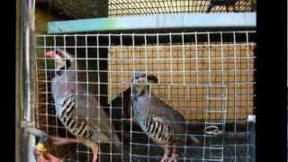 Breeding Partridges & Quails