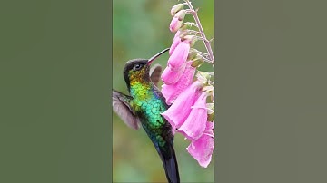 This is how Hummingbirds feed on nectar: Fiery-throated hummingbird #shorts