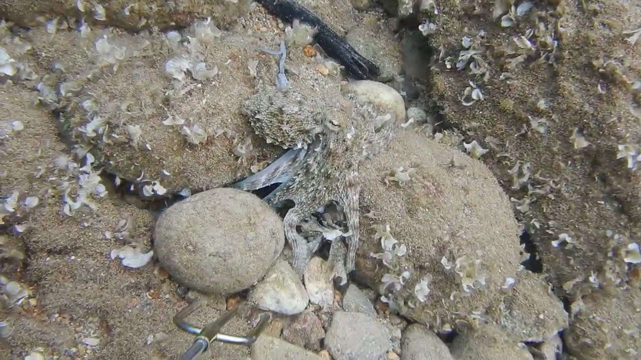 Why I Never Target Octopus | Overfishing in Greece