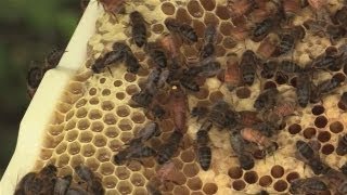 How to Maintain the Queen Bee
William Alldis explains how you can locate the queen bee as well as sharing some tips on how to discern if your queen is healthy and if your hive will thrive.
Watch This and Other Related films here: http://www.videojug.com/film/how-to-find-the-queen-bee
Subscribe! http://www.youtube.com/subscription_center?add_user=videojug
Check Out Our Channel Page: http://www.youtube.com/user/videojug
Like Us On Facebook! https://www.facebook.com/videojug
Follow Us On Twitter! http://www.twitter.com/videojug How to Maintain the Queen Bee