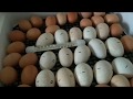 совместная инкубация куриных и индюшиных яиц