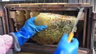 巣箱を解体🔪✨すばらしいハチミツが残されていました🍯💝全滅した日本ミツバチ