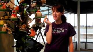 Saltholme's Big Garden Birdwatch - tip two