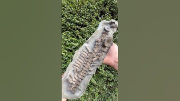 Here is an ammonite rock that we found and opened up on the beach with our hammer and chisel!