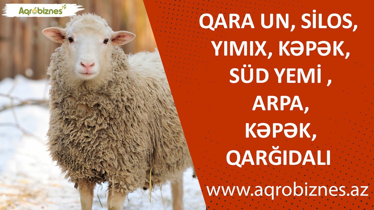 Yemləmədə un, silos, jımıx, kəpək, süd yemi, arpa, kəpək, qarğıdalı