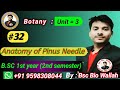 Anatomy of Pinus Needle #bsc2ndsemester #pinus #needle #pinusneedle #anatomyofpinusneedle
