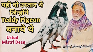 Teddy Pigeonकय रमपर कबतर स ह बन ह टड कबतरRampuri Kabootarustad Mistri Din By Sabri