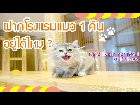 ฝากโรงแรมแมว 1 คืน จะอยู่ได้ไหม?? (Neko live in cat hotel at Pattaya) Vlog Neko#1