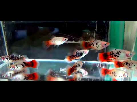 camera iphone 8 plus apk red crystal platy