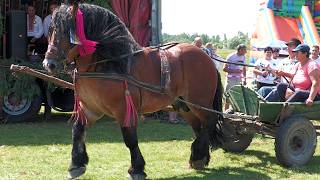 Parada cailor Satu Mare - Bucovina 19 Iulie 2026