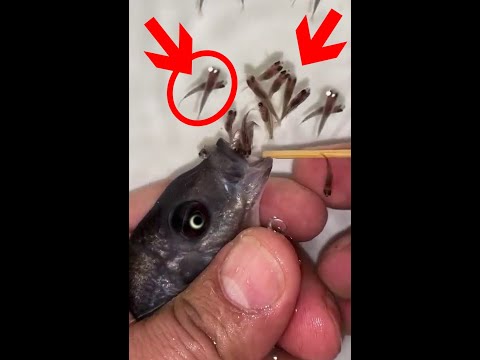 Kadango cichlid fish giving birth 😍🐬👍🙏 #fish #fishingvideo