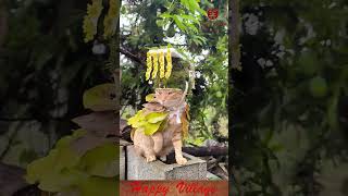 Cat Models Incredible Outfits Made of Leaves and Flowers #cat #funnyanimals