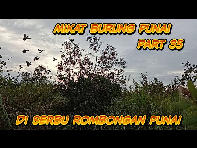 mantab keseruan mulut burung punai hari ini class=