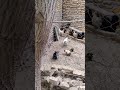 و حالا دعوای خروس کوچک با خروس بزرگ فلفل نبین چه ریزه و حالا دعوای خروس کوچک با خروس بزرگ فلفل نبین چه ریزه