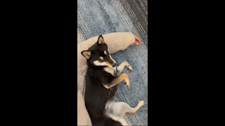 愛犬と一緒にゴロンとしたら予想以上に気持ち良かったw #Shorts
