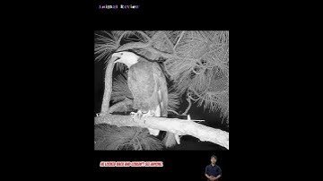 Bên đêm lão chim cú mèo không ngán bất cứ ai kể cả là chim đại bàng #animals