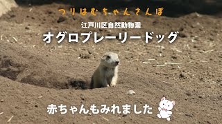 2024.5.18 江戸川区自然動物園でプレーリードッグを見てきました