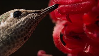 Download lagu Male Hummingbirds Fight For Nectar | Bbc Earth mp3