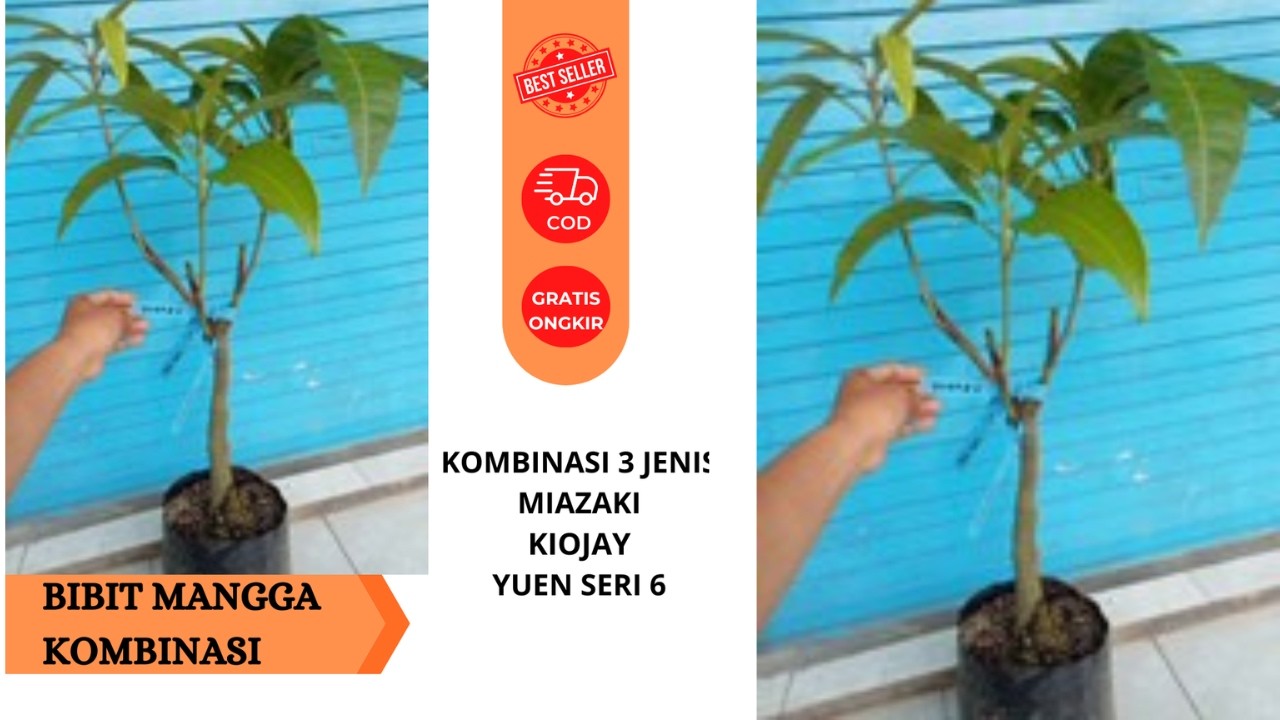 Mangga Premium 3 Varietas dalam 1 Pohon | Full Media Tanam & Aman Sampai Rumah