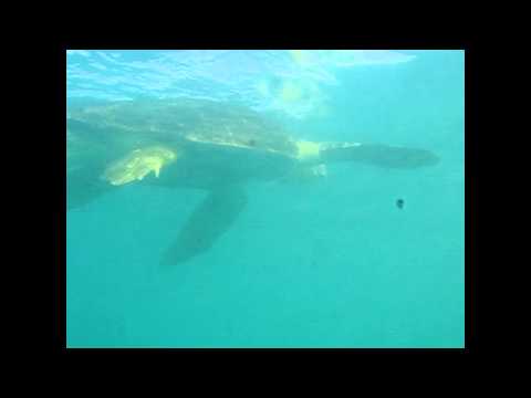 Rescue Turtle 2014