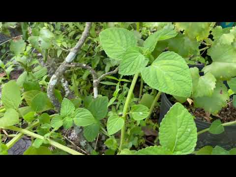 Video: ¿Qué es una hierba shiso? Consejos para cultivar plantas de menta perilla