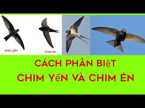 Video: Chim én: đặc điểm sinh trưởng và phát triển