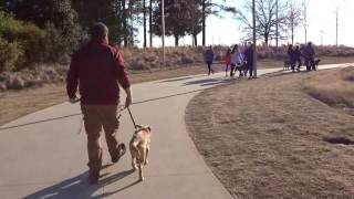 K9 Training School Ruby Walking at the Museum of Art