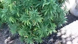 REALSTYLES SOLAR PANEL ADVENTURE & OUTDOOR GROW