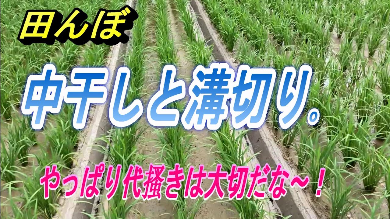 【田んぼ】中干しと溝切り。代搔きは大切です、田んぼが均平になってないと溝切りの水加減が難しいです。